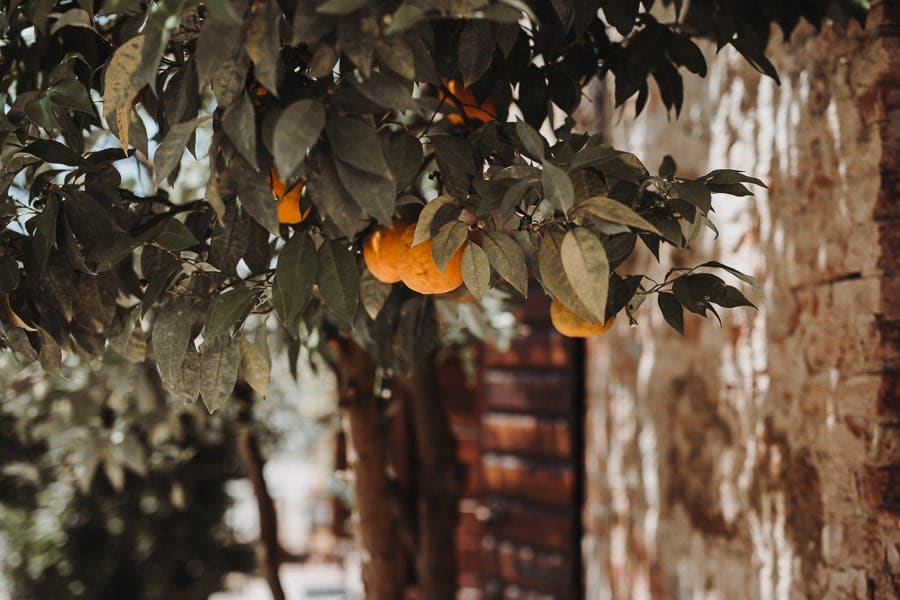 Orangenbaum Toskana 